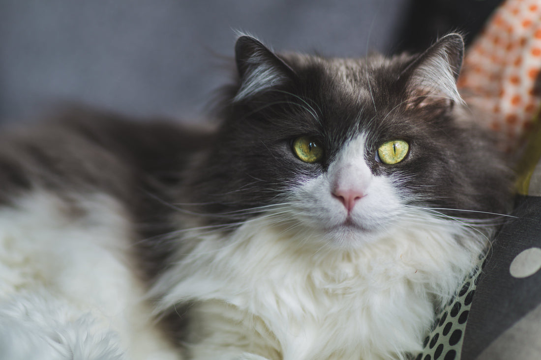 5 Essential Tips for Keeping Your Pet Healthy and Happy