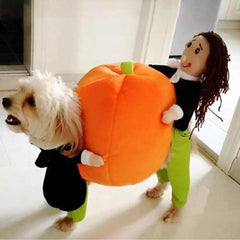 Funny dog in Halloween pumpkin costume for pet cosplay.